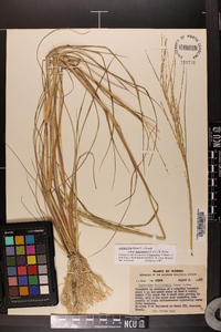 Diplachne fusca subsp. fascicularis image