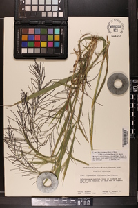 Leptochloa panicea image