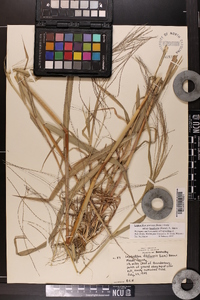 Leptochloa panicea image