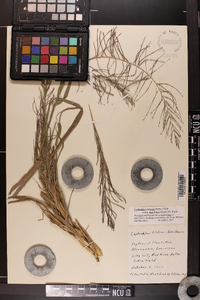 Leptochloa panicea image