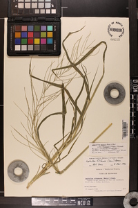 Leptochloa panicea subsp. brachiata image