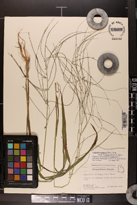 Leptochloa panicea image