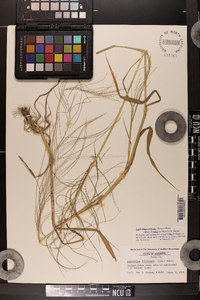 Leptochloa panicea image