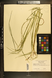 Glyceria melicaria image