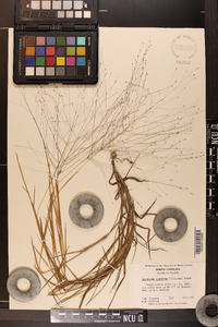 Digitaria cognata image