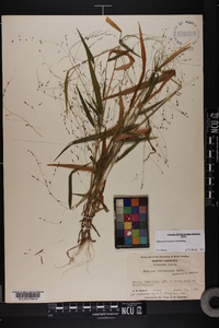 Kellochloa verrucosa image