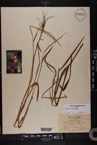 Kellochloa verrucosa image