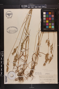 Bromus hordeaceus image