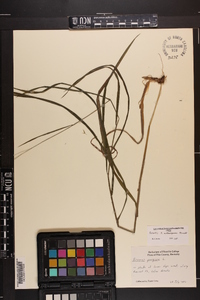 Bromus nottowayanus image