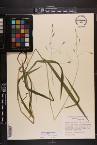 Bromus nottowayanus image