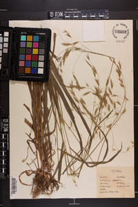 Bromus pubescens image