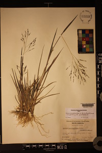 Panicum dichotomiflorum var. dichotomiflorum image