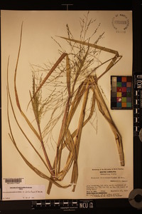 Panicum dichotomiflorum var. dichotomiflorum image