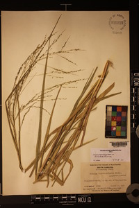 Panicum dichotomiflorum var. dichotomiflorum image