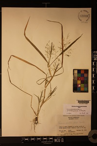 Panicum dichotomiflorum var. puritanorum image