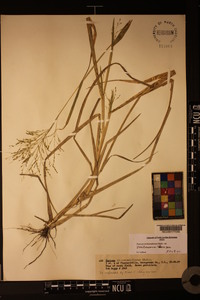 Panicum dichotomiflorum var. puritanorum image