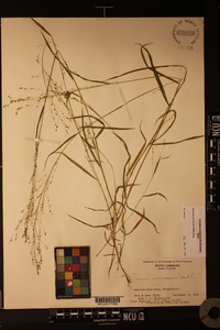 Kellochloa verrucosa image