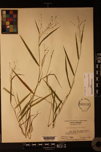 Kellochloa verrucosa image