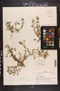 Lepidium oblongum image