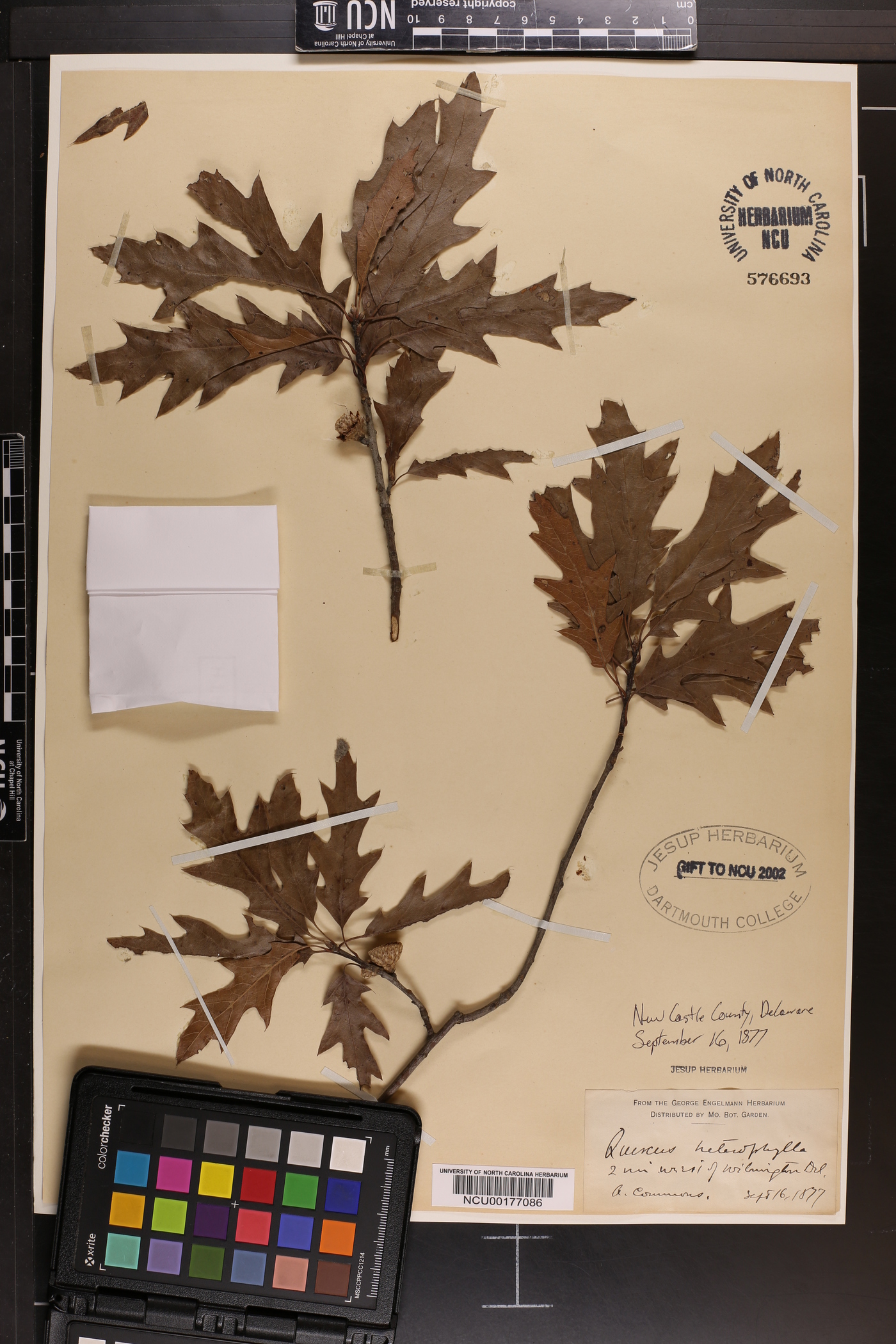 Quercus cerris image