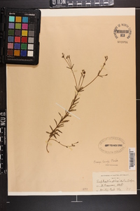 Euphorbia discoidalis image