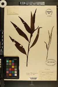 Polygonum densiflorum image