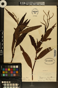 Polygonum densiflorum image