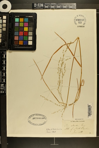 Poa alsodes image