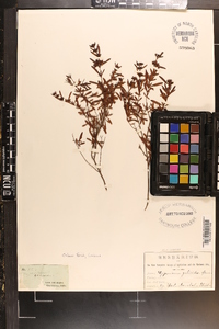 Hypericum galioides image