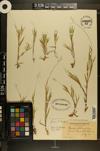 Dichanthelium meridionale image