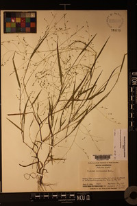 Kellochloa verrucosa image