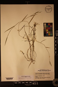 Kellochloa verrucosa image