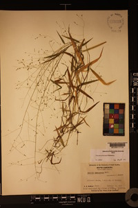 Kellochloa verrucosa image