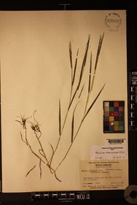 Kellochloa verrucosa image