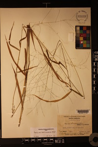 Kellochloa verrucosa image