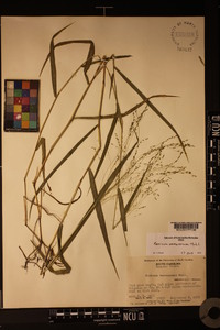 Kellochloa verrucosa image