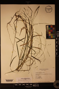 Kellochloa verrucosa image