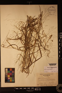 Kellochloa verrucosa image