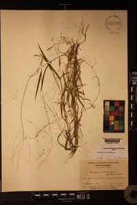 Kellochloa verrucosa image