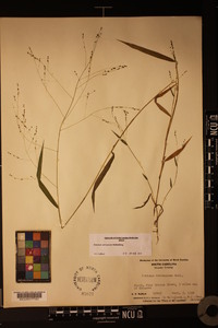 Kellochloa verrucosa image