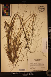 Kellochloa verrucosa image