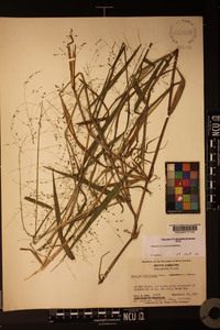 Kellochloa verrucosa image