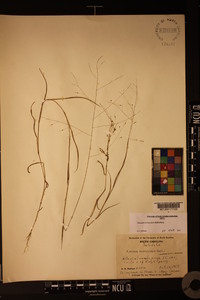 Kellochloa verrucosa image