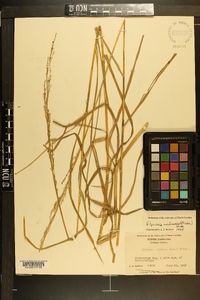 Glyceria melicaria image