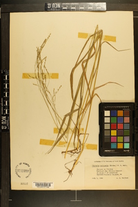 Glyceria melicaria image