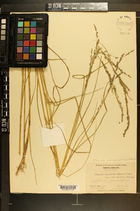 Glyceria melicaria image