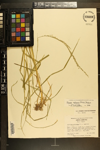 Glyceria melicaria image