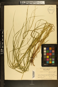 Glyceria melicaria image