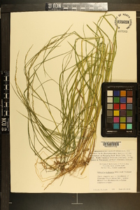 Glyceria melicaria image