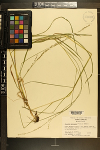 Glyceria melicaria image